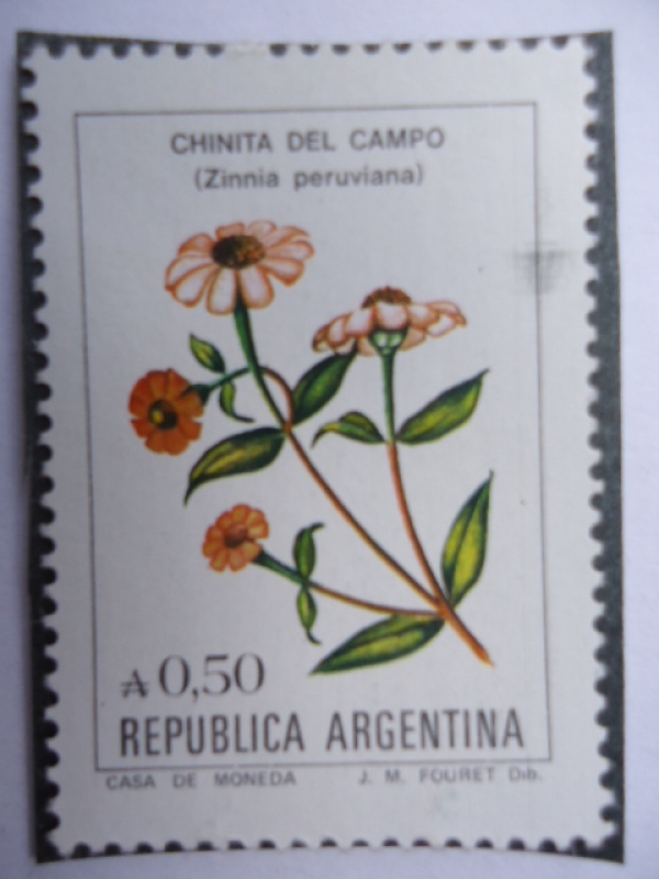 Chinita del Campo- (Zinnia Peruviana)