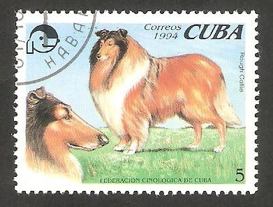 Perro de raza