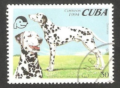 Perro de raza, Dálmata