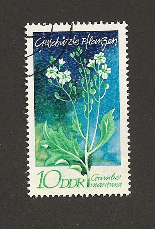 Flor Grambe maritima