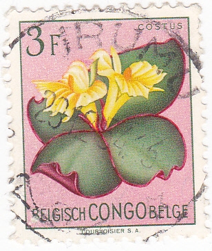 Flores- Costus