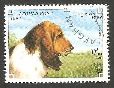 Perro de raza