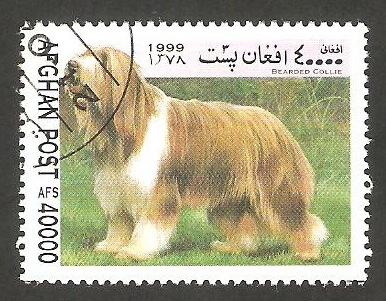 Perro de raza