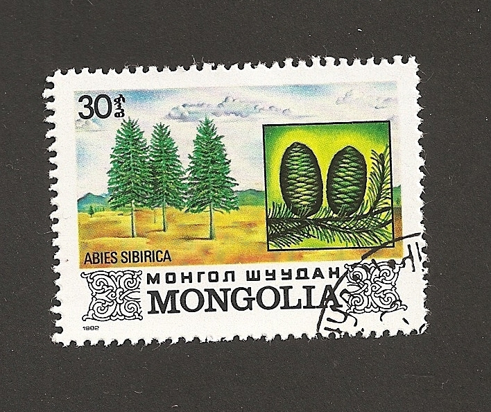 Pinos siberianos