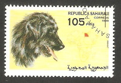 Perro de raza