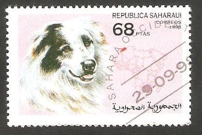 Perro de raza