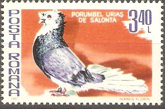 AVES.  PORUMBEL  URIAS  DE  SALONTA.