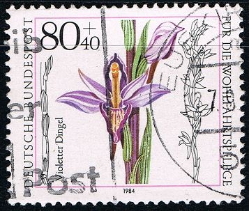 Orquidea