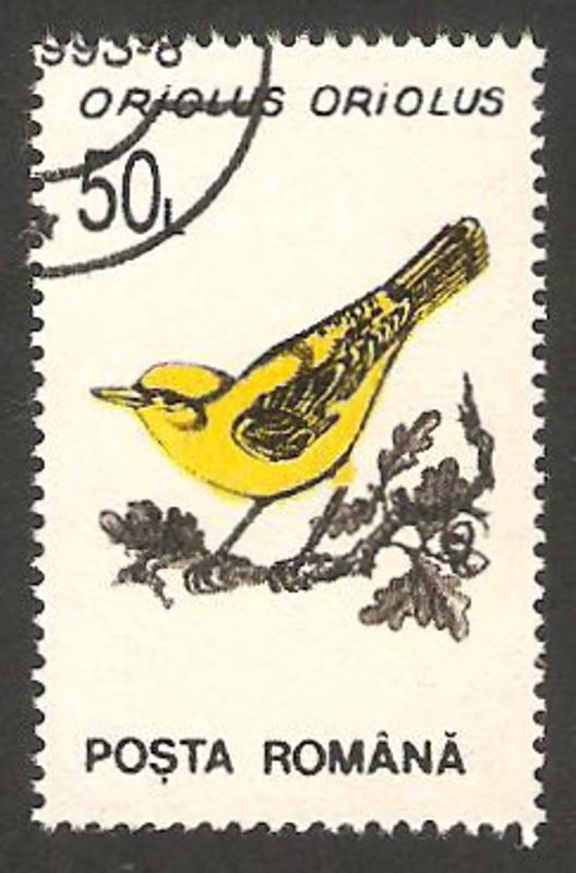 4070 - ave oriolus oriolus