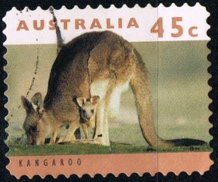 Canguro
