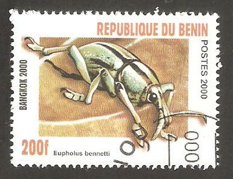Eupholus bennetti