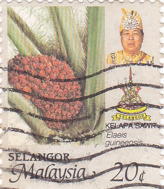 Elaeis guineensis -palmera del aceite