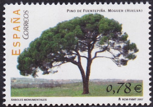 Pino de fuentepiña