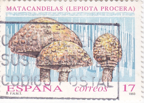 SETAS- MATACANDELAS (9)