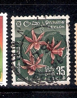 Orquídea estrella