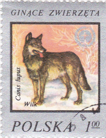 Canis Lupus