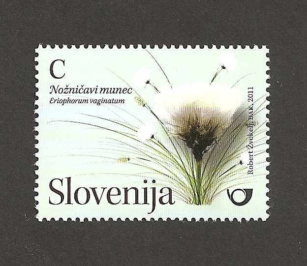 Planta Eriophorum vaginatum