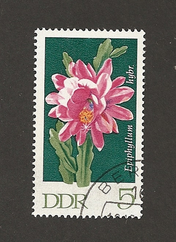 Flor Epiphyllum