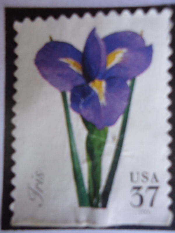 Iris
