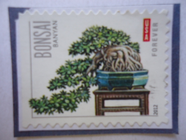 Bonsai - Banyan -Forever