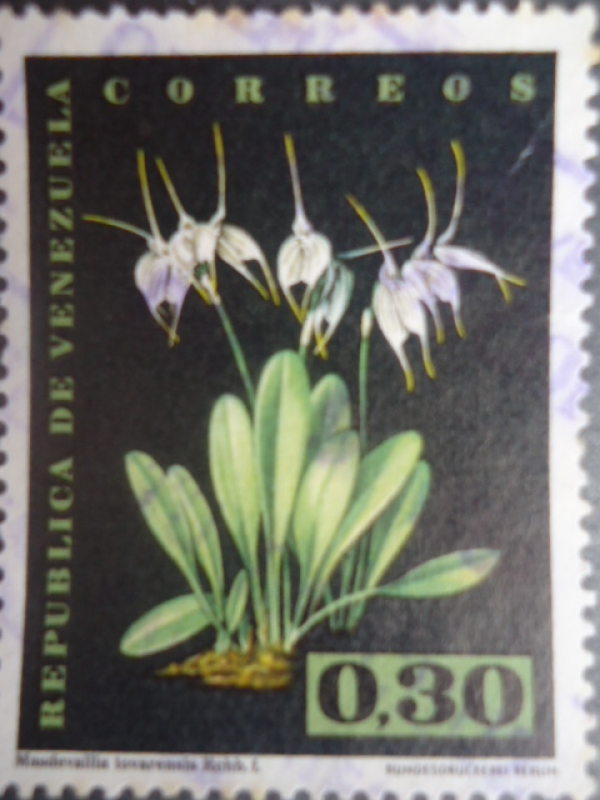 Orquídea - Masdevallia Tovarensis Rchb.F.