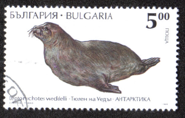Leptorychotes Weddlli