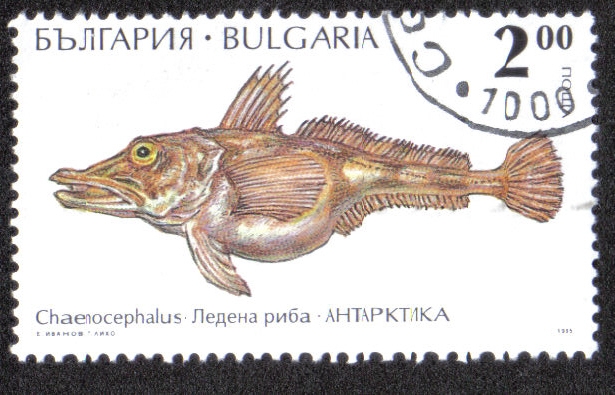 Chaenocephalus