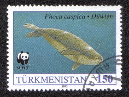 Phoca caspica