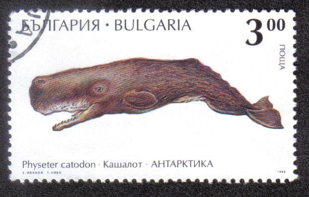 Physeter Catodon