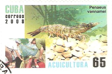 PENAEUS  VANNMEL