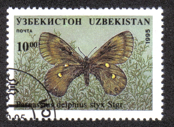 Parnassius Delphius styx