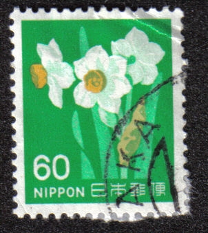 Narcissus