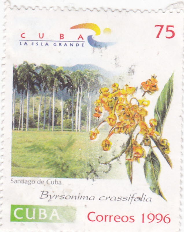 BYRSONIMA CROSSIFOLIA