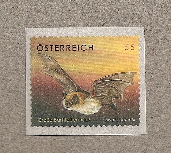 Murciélago
