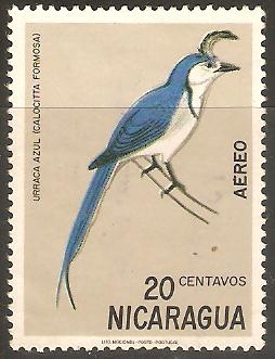 URRACA  AZUL.  CALOCITTA  FORMOSA.