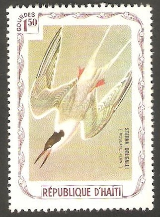  Fauna, sterna dougalli