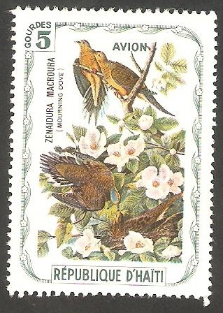 Fauna, zenaidura macroura