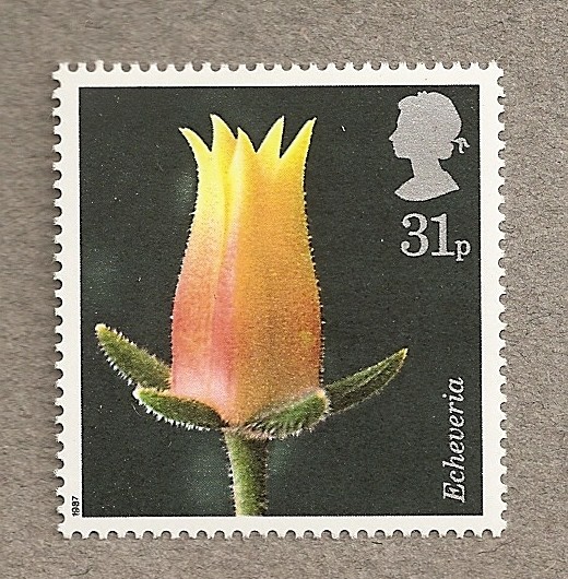 Flores