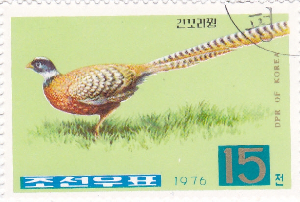 AVES