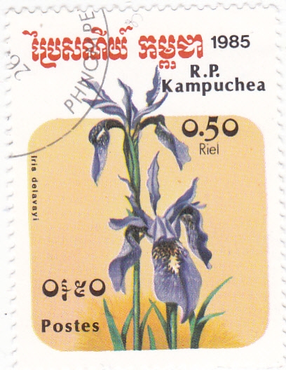 FLORES- IRIS DELAVAYI