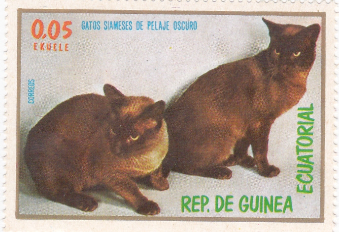 GATOS SIAMESES