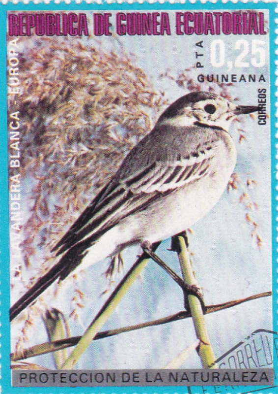 LAVANDERA BLANCA -PROTECCIÓN DE LA NATURALEZA
