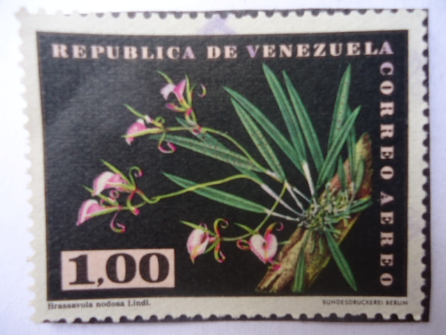 Orquídea - Brassavola nodosa Lindi.