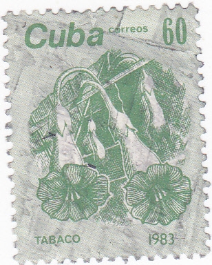 PLANTA DEL TABACO