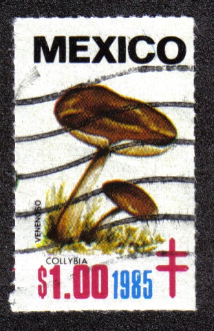 Hongos