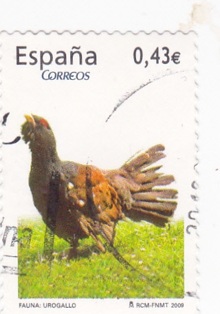 FAUNA- UROGALLO (14)