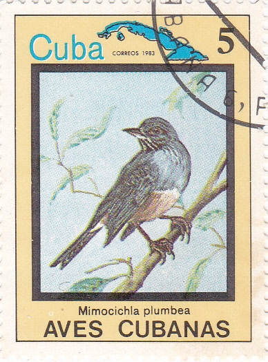 Mimocichla plumbea -AVES CUBANAS