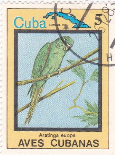 Aratinga euops -AVES CUBANAS