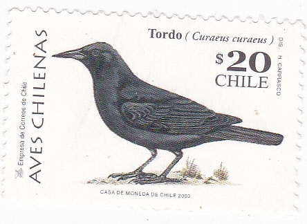 Tordo -AVES CHILENAS
