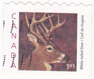 Venado